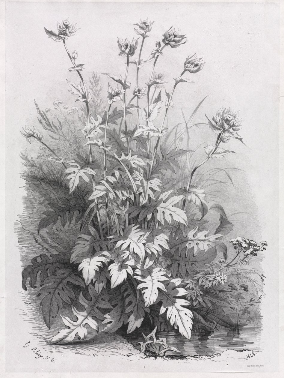 Grupos de varias plantas dibujadas de la naturaleza: No. 7 de Eugene Bléry