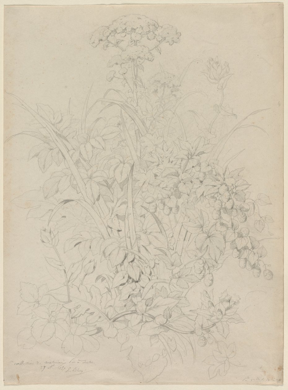 Estudio de plantas de Eugene Bléry