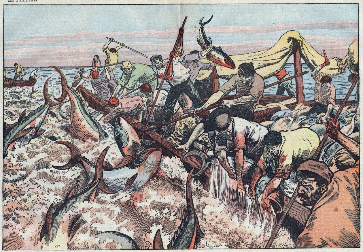 Pesca de atún en Túnez - El atún es capturado en la última red conocida como “corpo”, es atrapado con ganchos y subido al barco de pesca. Ilustración de Damblans. En “Le Pèlerin” del 30 de agosto de Eugene Damblans