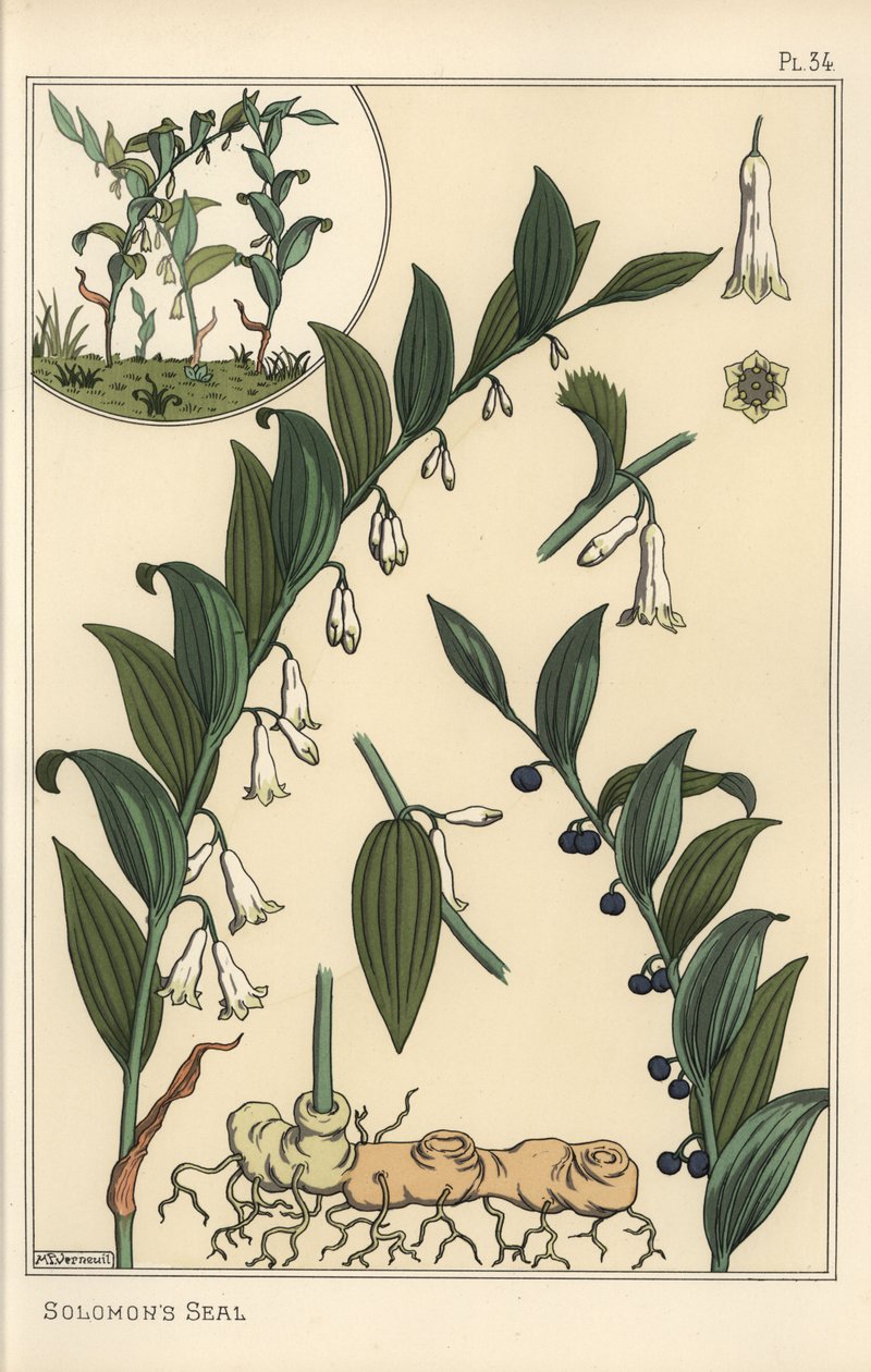 Ilustración botánica de sello de Salomón, Polygonatum multiflorum de Eugene Grasset