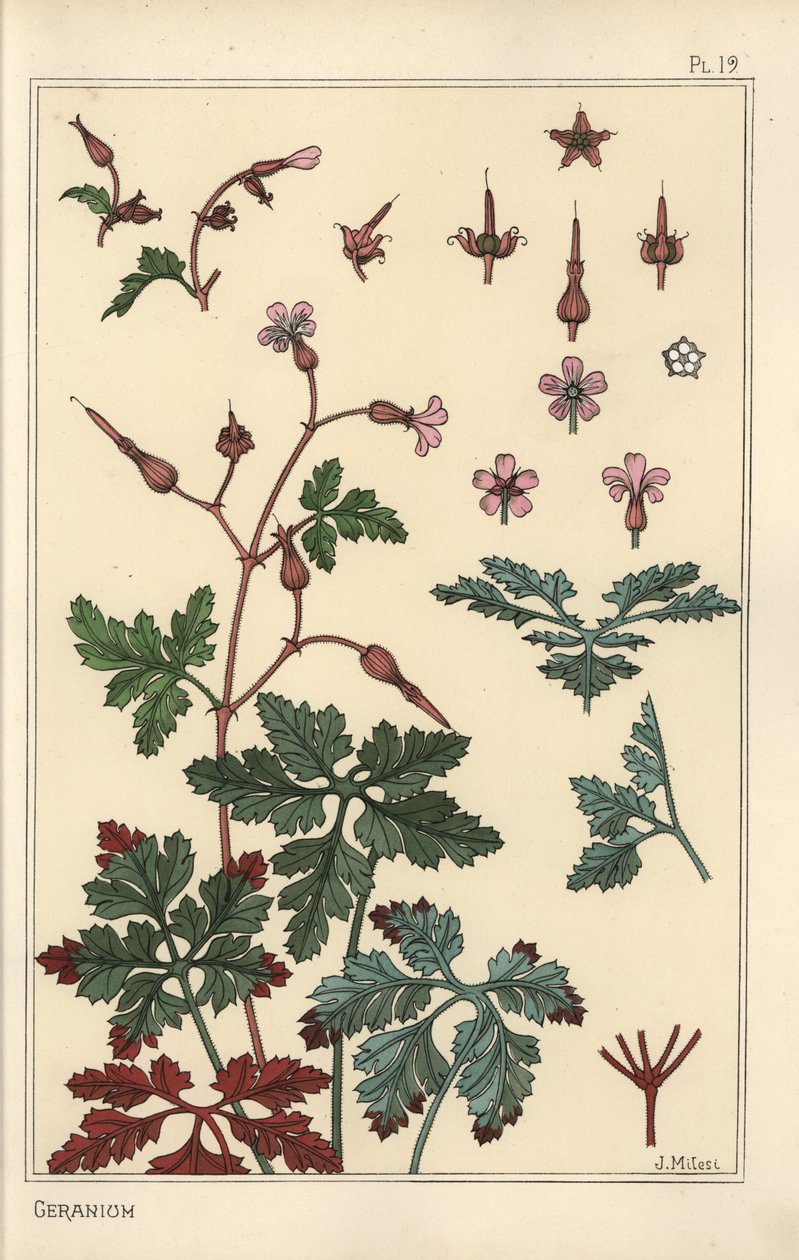 Ilustración botánica de una flor de geranio, pétalos, hojas de Eugene Grasset