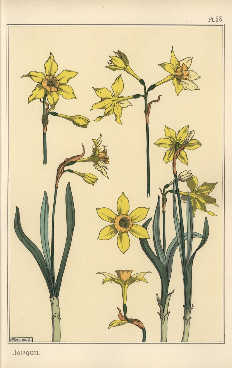 Ilustración botánica del junquillo, Narcissus jonquilla, mostrando partes de la flor de Eugene Grasset
