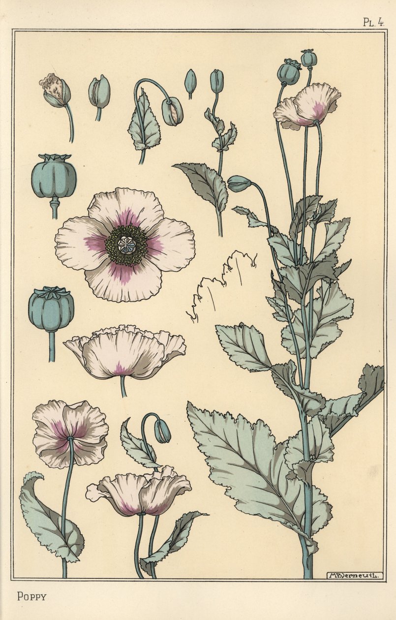 Ilustración botánica de la amapola, con partes de la flor, cápsula de opio de Eugene Grasset