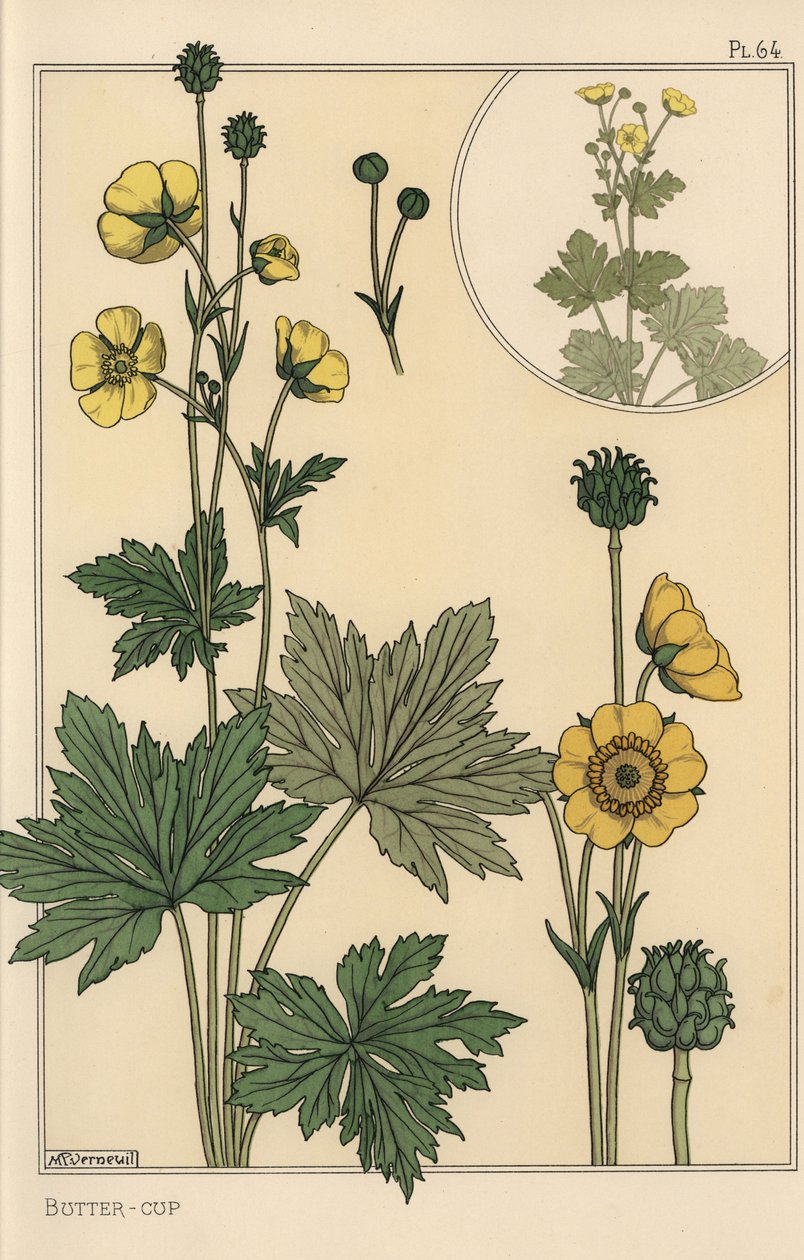 Estudio botánico de la ranúnculo de Eugene Grasset