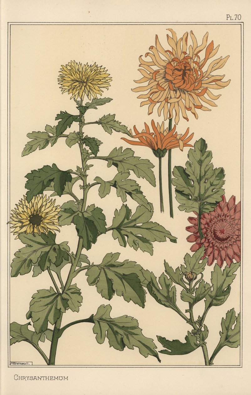 Estudio botánico de crisantemo de Eugene Grasset