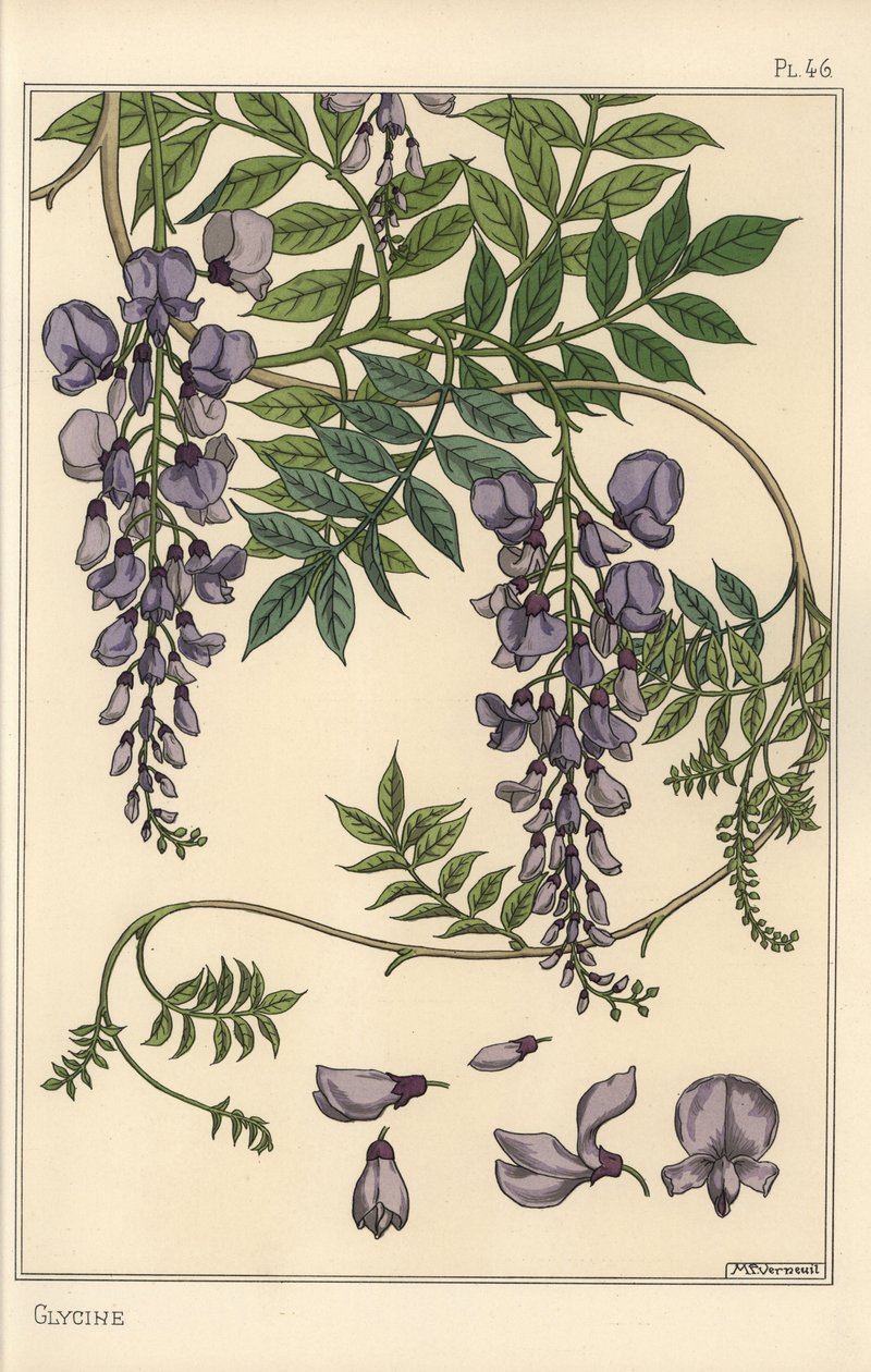 Estudio botánico de glicina de Eugene Grasset