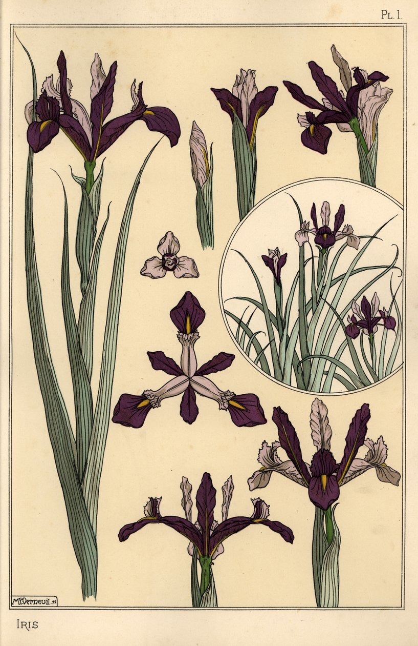 Planta de iris y partes de la flor, con inserto de Eugene Grasset