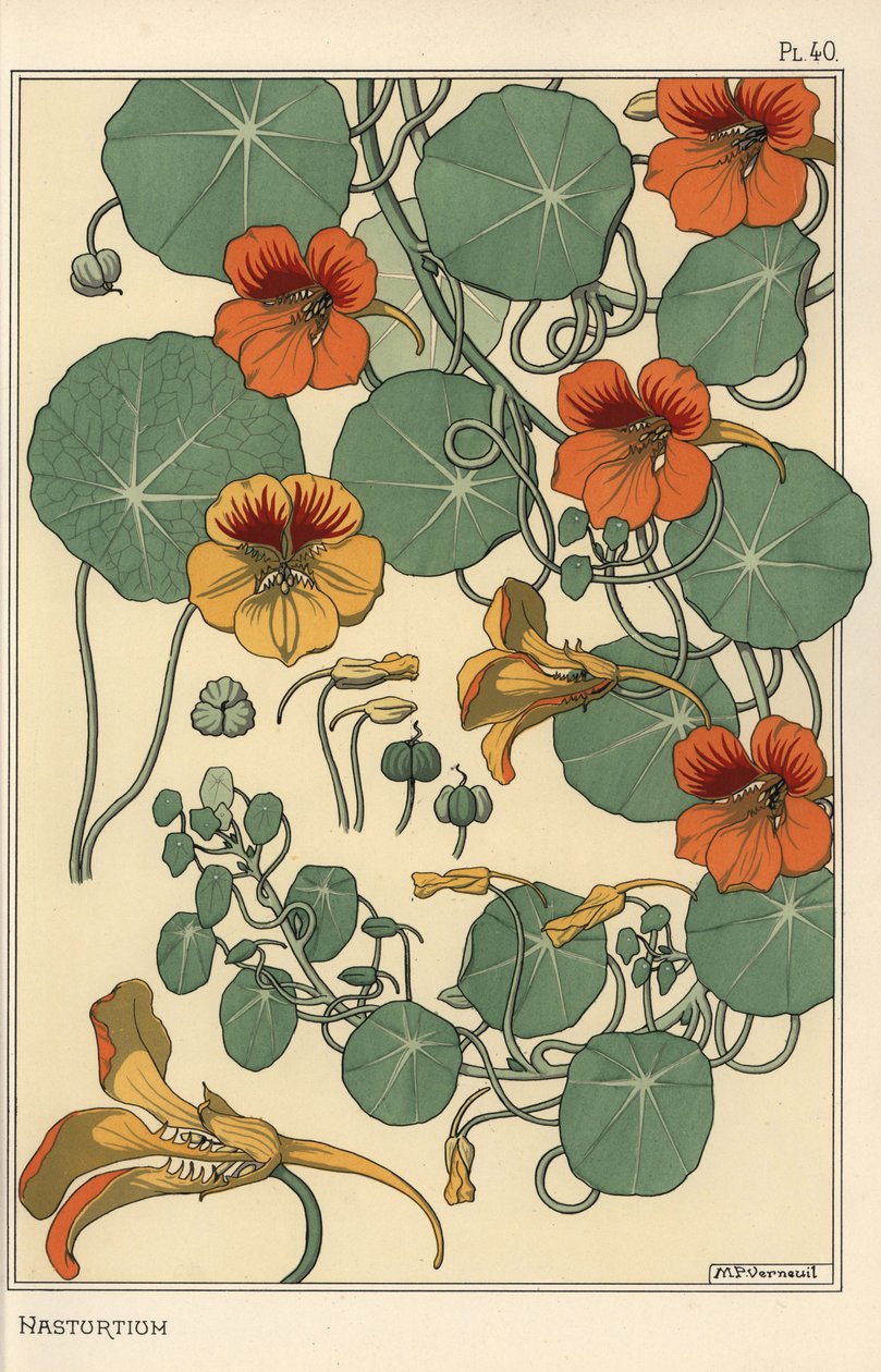 Estudio botánico de capuchina de Eugene Grasset
