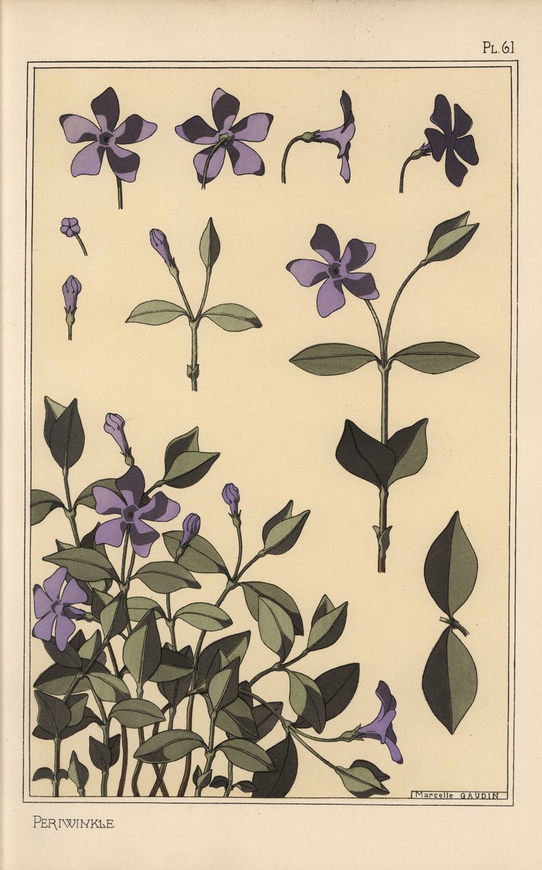 Estudio botánico de vincapervinca de Eugene Grasset