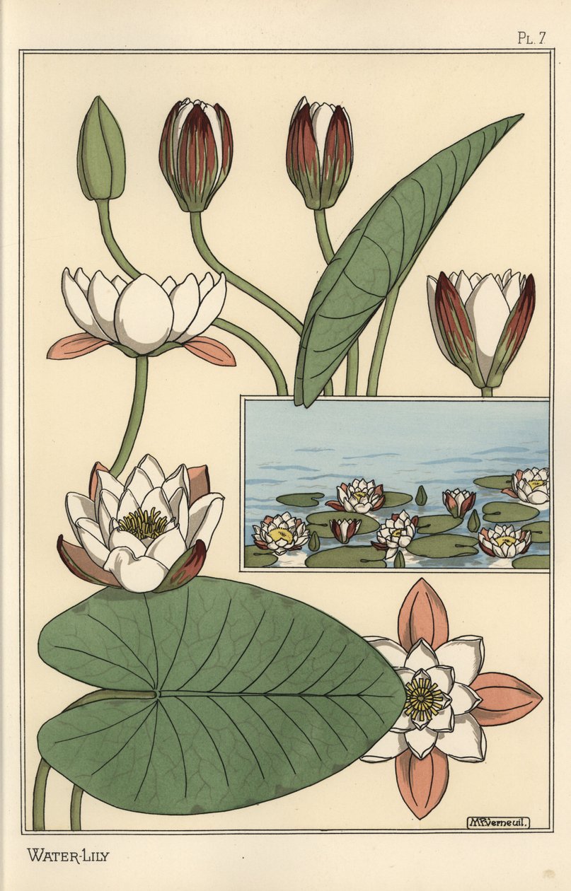 El nenúfar, Nelumbo lutea, y partes de la flor de Eugene Grasset