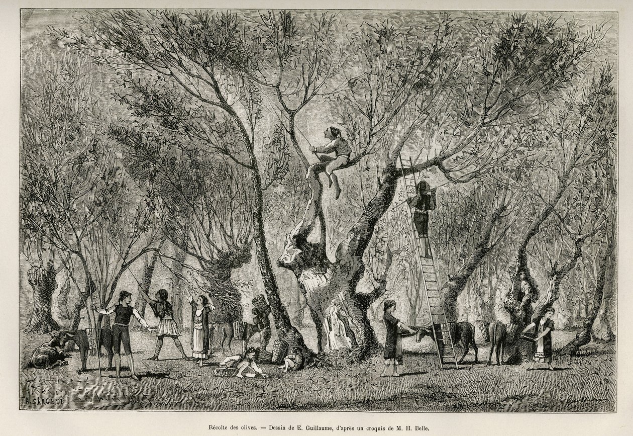 La recolección de aceitunas en la región de Anfisa, dibujo de E.Guillaume, para ilustrar la historia de Henri Belle: Viaje a Grecia de Eugene Guillaume