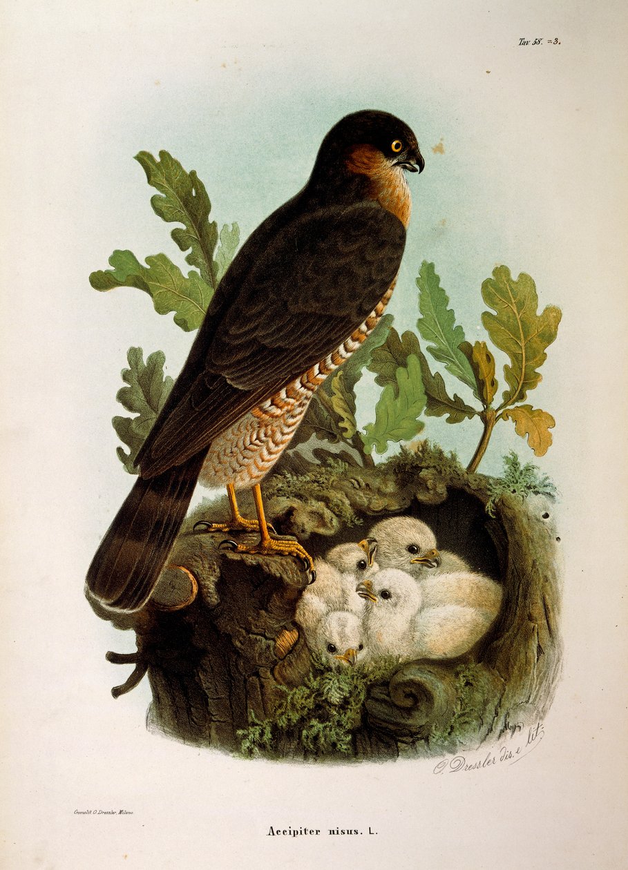 Ilustración de la "Historia Natural de las Aves que Anidan en Lombardía" de Eugenio Bettoni representando al gavilán común Accipiter nisus, por Oscar Dressler de Eugenio Bettoni, Oscar Dressler