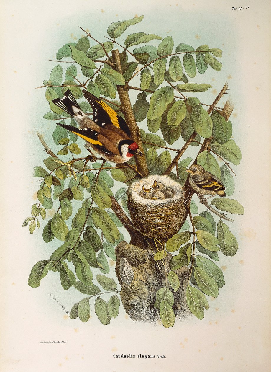 Ilustración de la "Historia Natural de las Aves que Anidan en Lombardía" de Eugenio Bettoni representando al jilguero europeo Carduelis carduelis, por Oscar Dressler de Eugenio Bettoni, Oscar Dressler