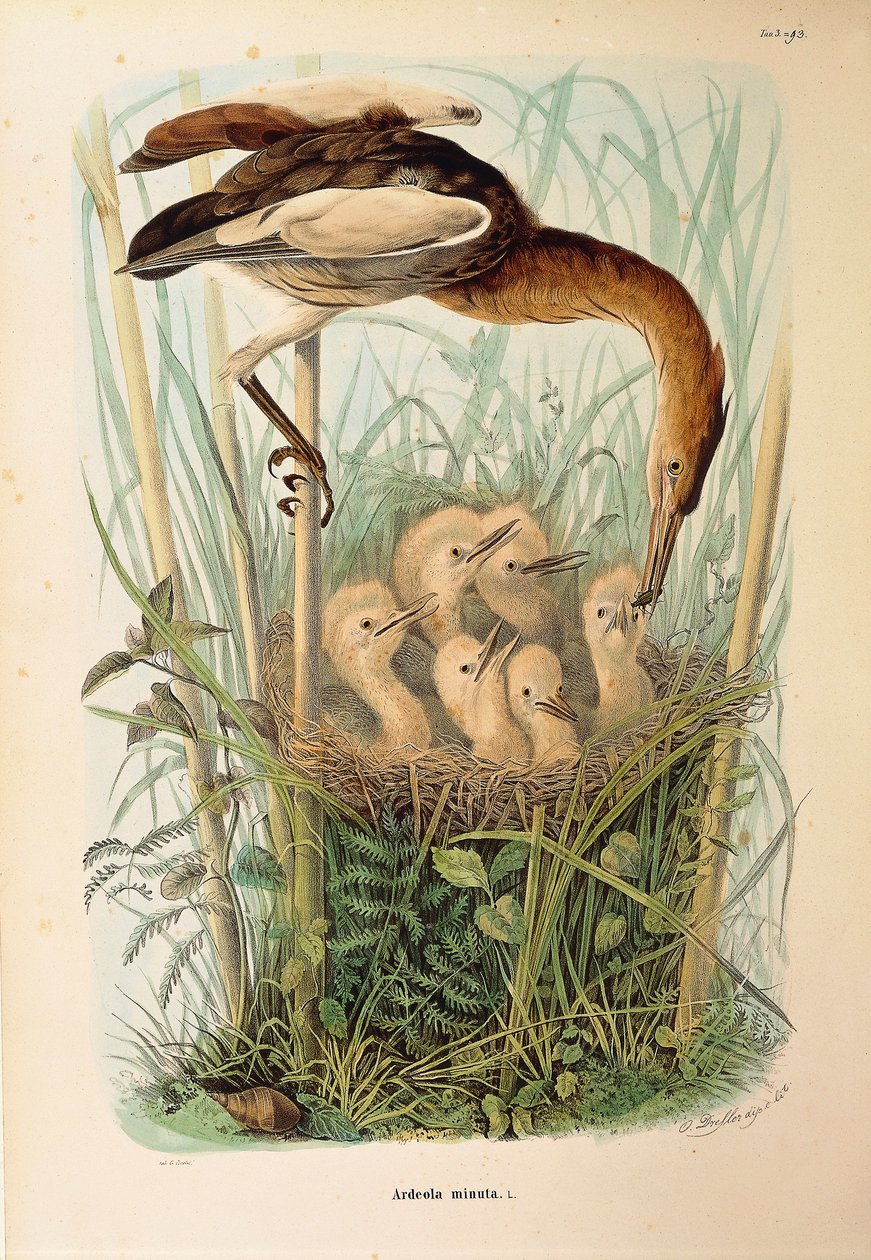 Ilustración de "Historia natural de las aves que anidan en Lombardía" de Eugenio Bettoni representando al Avetorillo común Ixobrychus minutus, por Oscar Dressler de Eugenio Bettoni, Oscar Dressler