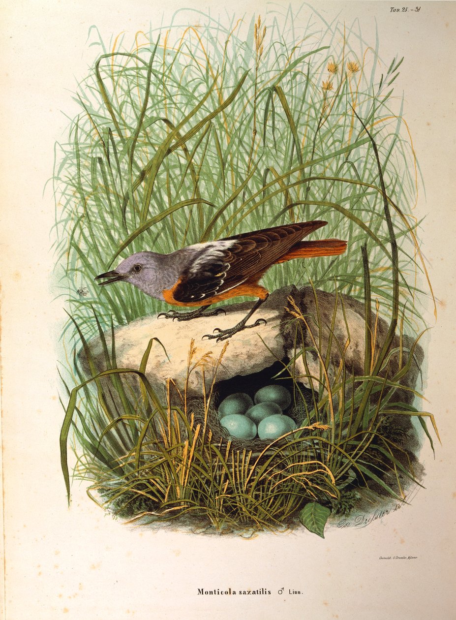 Ilustración de "Historia natural de las aves que anidan en Lombardía" de Eugenio Bettoni representando al Roquero solitario Monticola saxatilis hembra en el nido, por Oscar Dressler de Eugenio Bettoni, Oscar Dressler