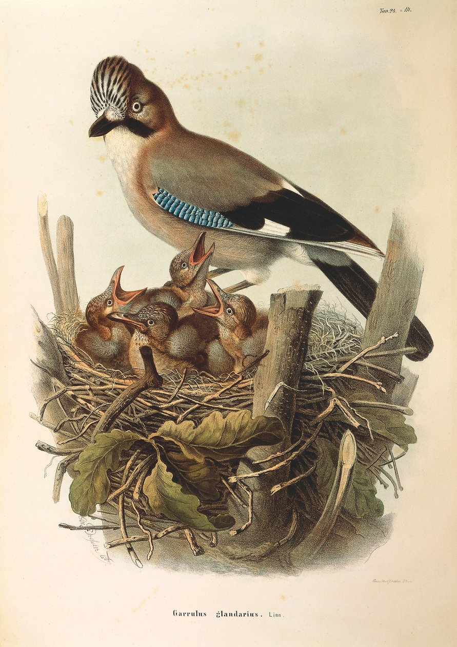 Ilustración de "Historia Natural de las Aves que Anidan en Lombardía" de Eugenio Bettoni representando Arrendajo Euroasiático Garrulus glandarius, por Oscar Dressler de Eugenio Bettoni, Oscar Dressler