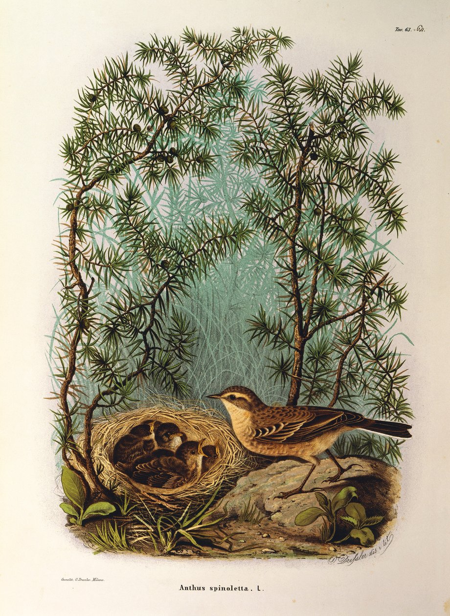 Ilustración de "Natural History of Birds that Nest in Lombardy" de Eugenio Bettoni representando al Anthus spinoletta, por Oscar Dressler de Eugenio Bettoni, Oscar Dressler