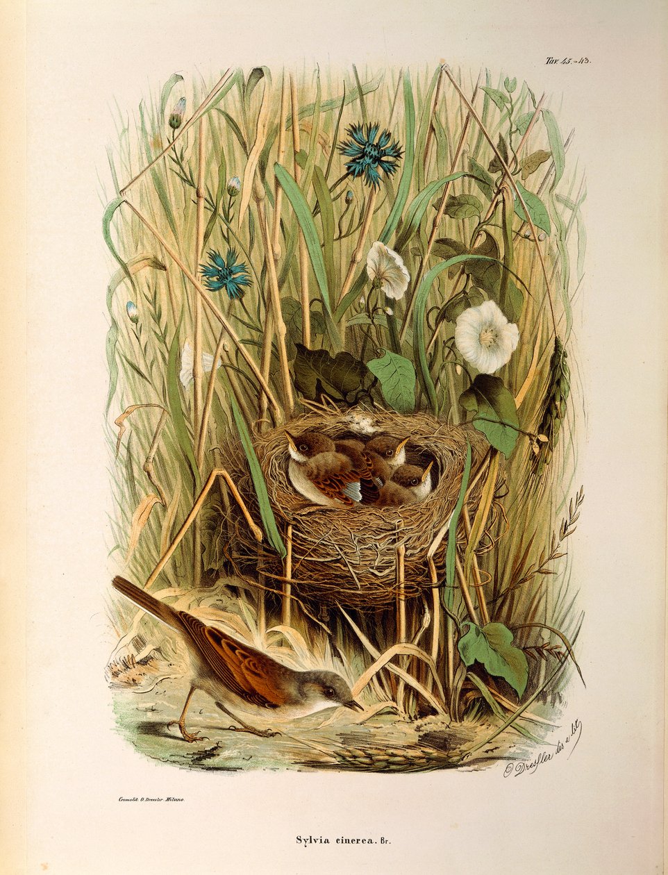 Ilustración de "Historia Natural de las Aves que Anidan en Lombardía" de Eugenio Bettoni representando Curruca zarcera (Sylvia communis o cinerea), por Oscar Dressler de Eugenio Bettoni, Oscar Dressler