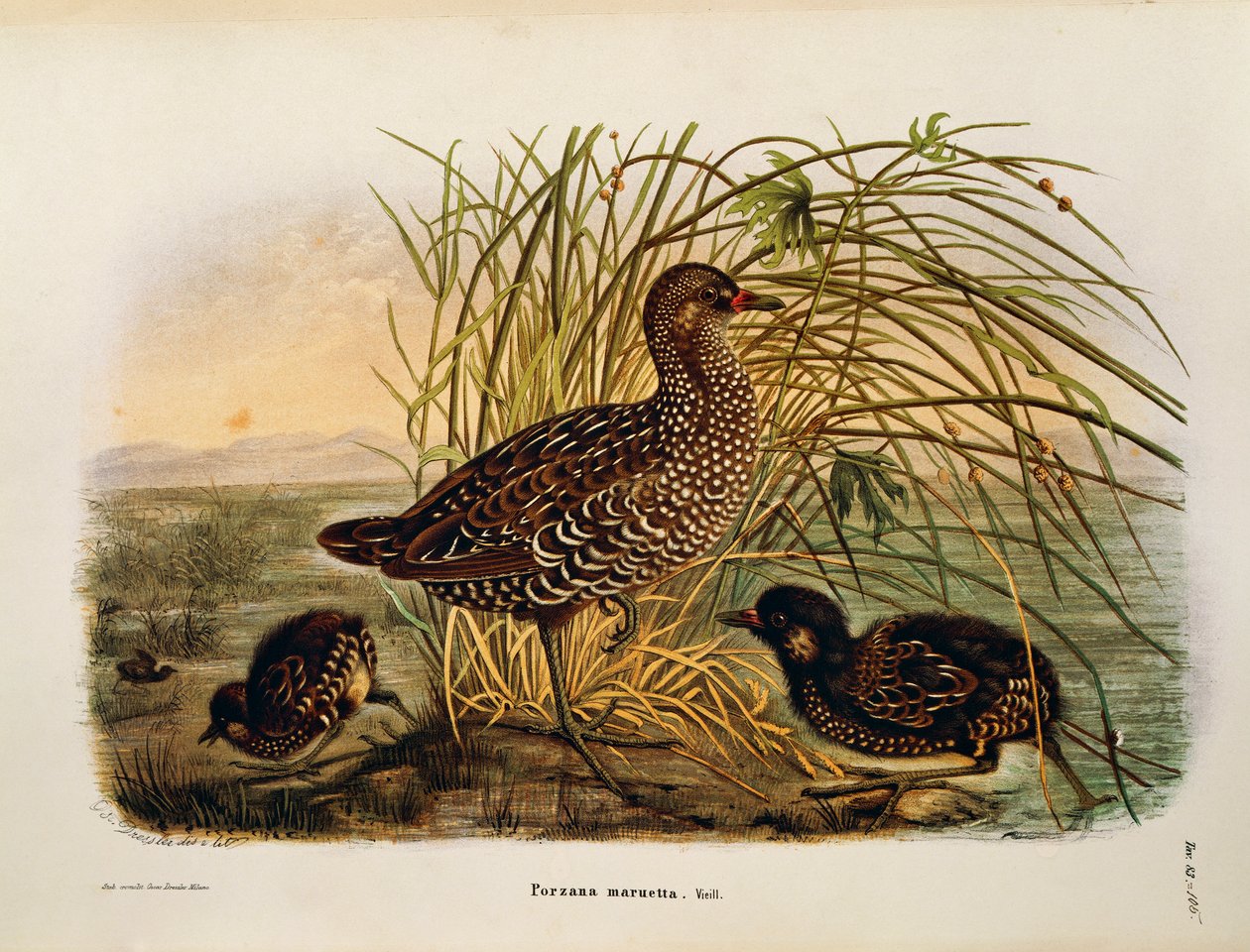 Ilustración de "Historia Natural de las Aves que Anidan en Lombardía" de Eugenio Bettoni representando Polluela pintoja (Porzana porzana), por Oscar Dressler de Eugenio Bettoni, Oscar Dressler