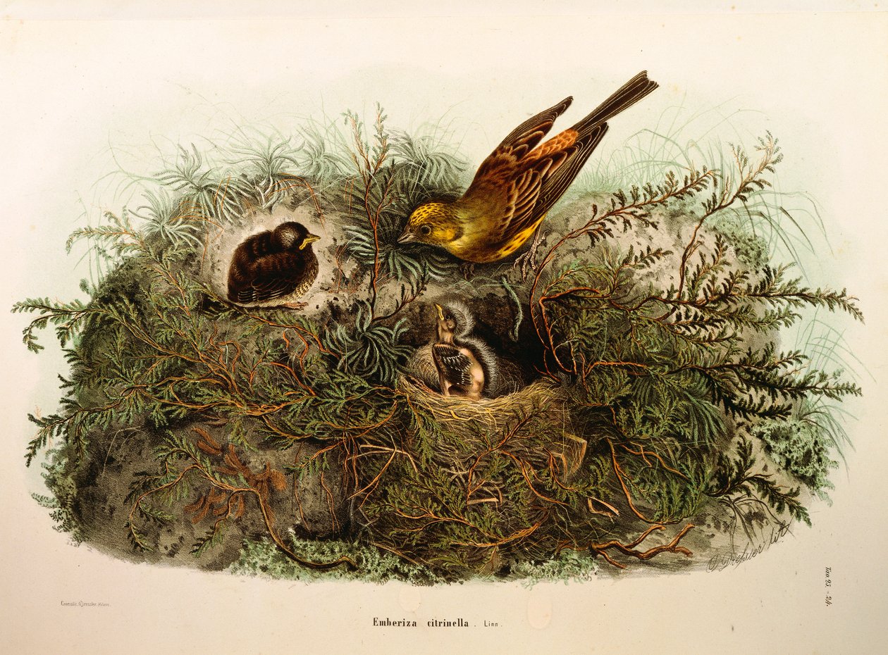 Ilustración de "Historia Natural de las Aves que Anidan en Lombardía" de Eugenio Bettoni representando Escribano cerillo (Emberiza citrinella), por Oscar Dressler de Eugenio Bettoni, Oscar Dressler