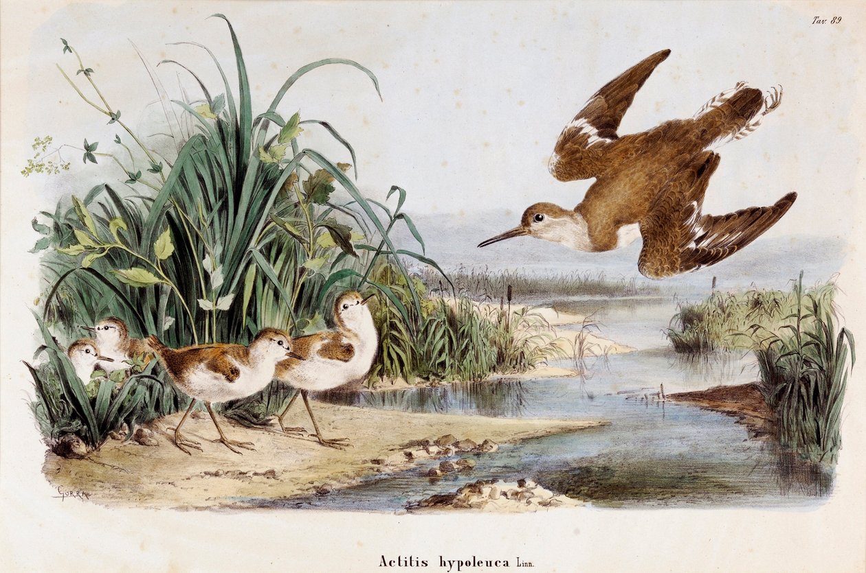 Representación del Becasina Chevalier guignette (Actitis hypoleuca) de Eugenio and Dressler Oscar  Bettoni