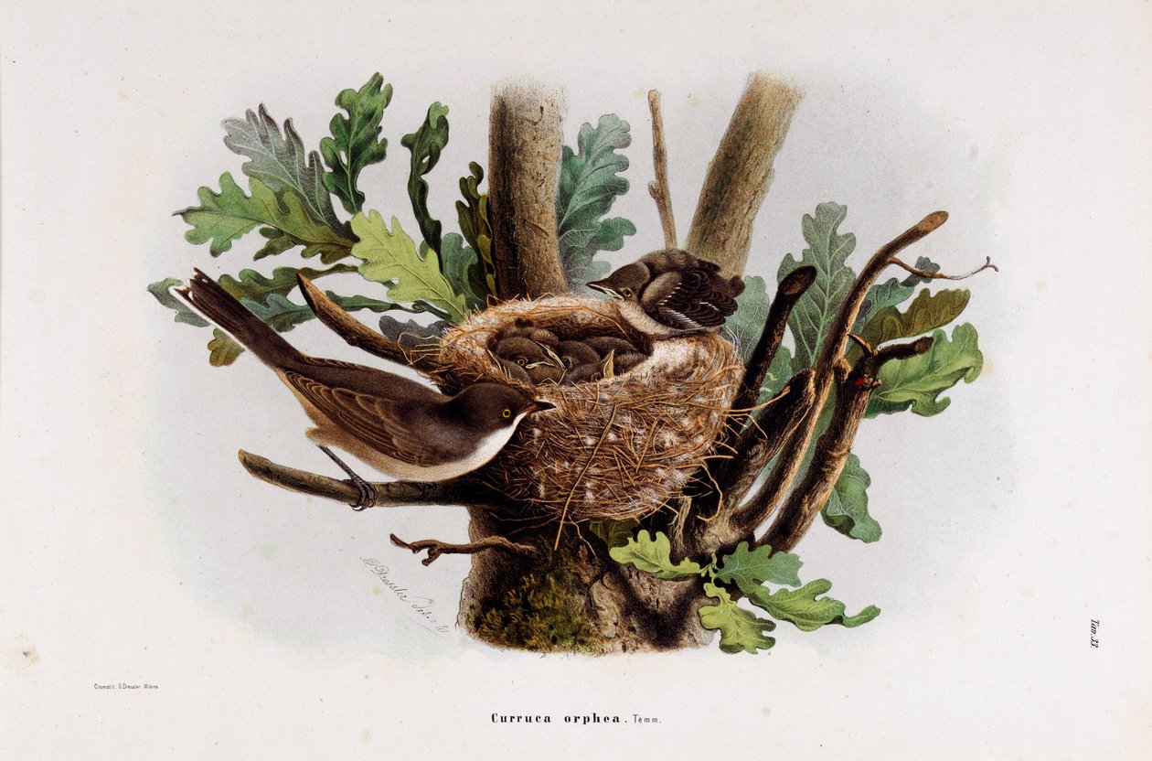 Representación de la Curruca Orfea (Cromolitografía) de Eugenio and Dressler Oscar  Bettoni