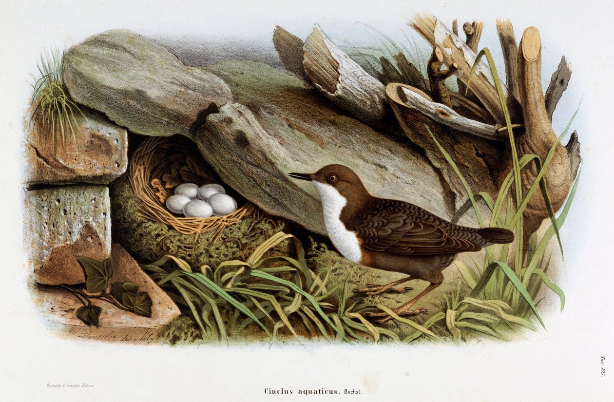 Representación del Mirlo Acuático (Cinclus aquaticus) (Cromolitografía) de Eugenio and Dressler Oscar  Bettoni