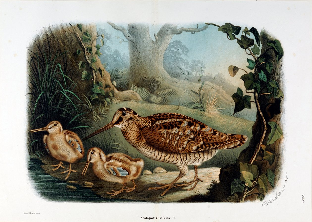 Representación del pico de madera (Scolopax rusticola o Becada) (Cromolitografía) de Eugenio and Dressler Oscar  Bettoni