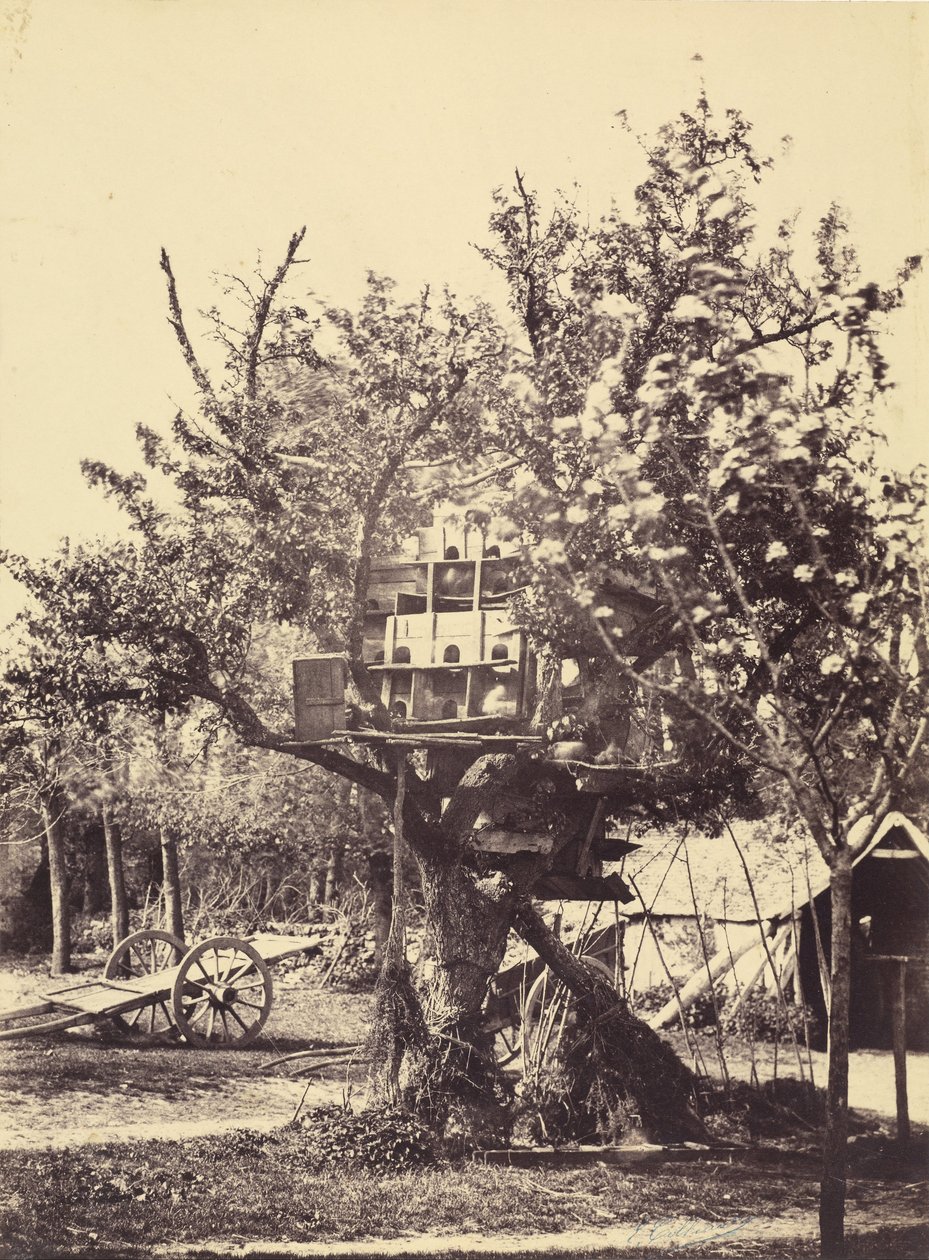Palomar en Árbol de Eugène Colliau