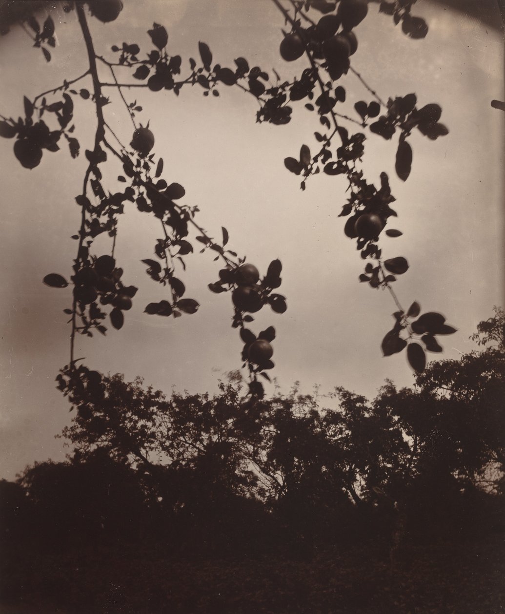 Rama de manzano de Eugène Atget