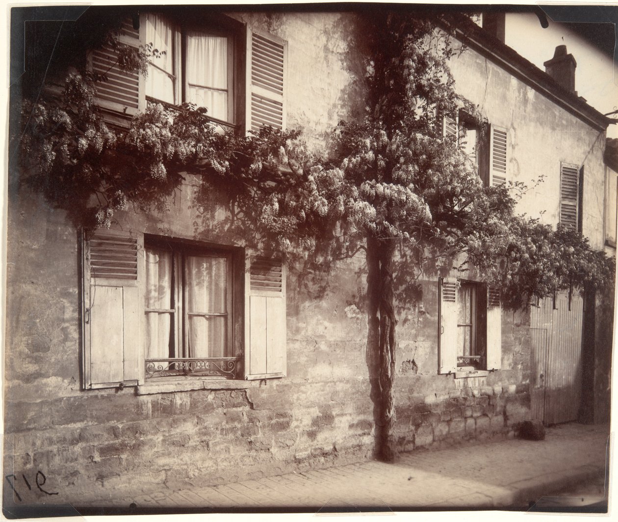 Glicina (Wisteria), Ch?tillon de Eugène Atget