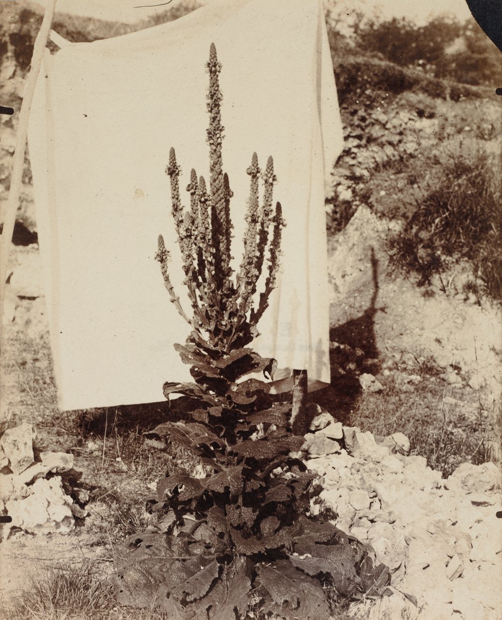 gordolobo en flor de Eugène Atget
