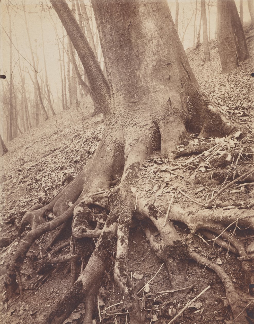 árboles y raíces de Eugène Atget