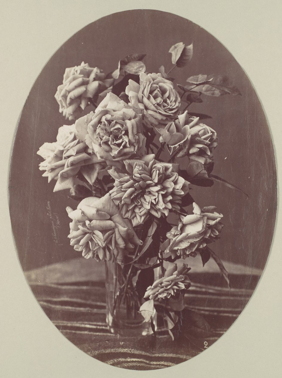 [Rosas], ca. 1875 de Eugène Chauvigné