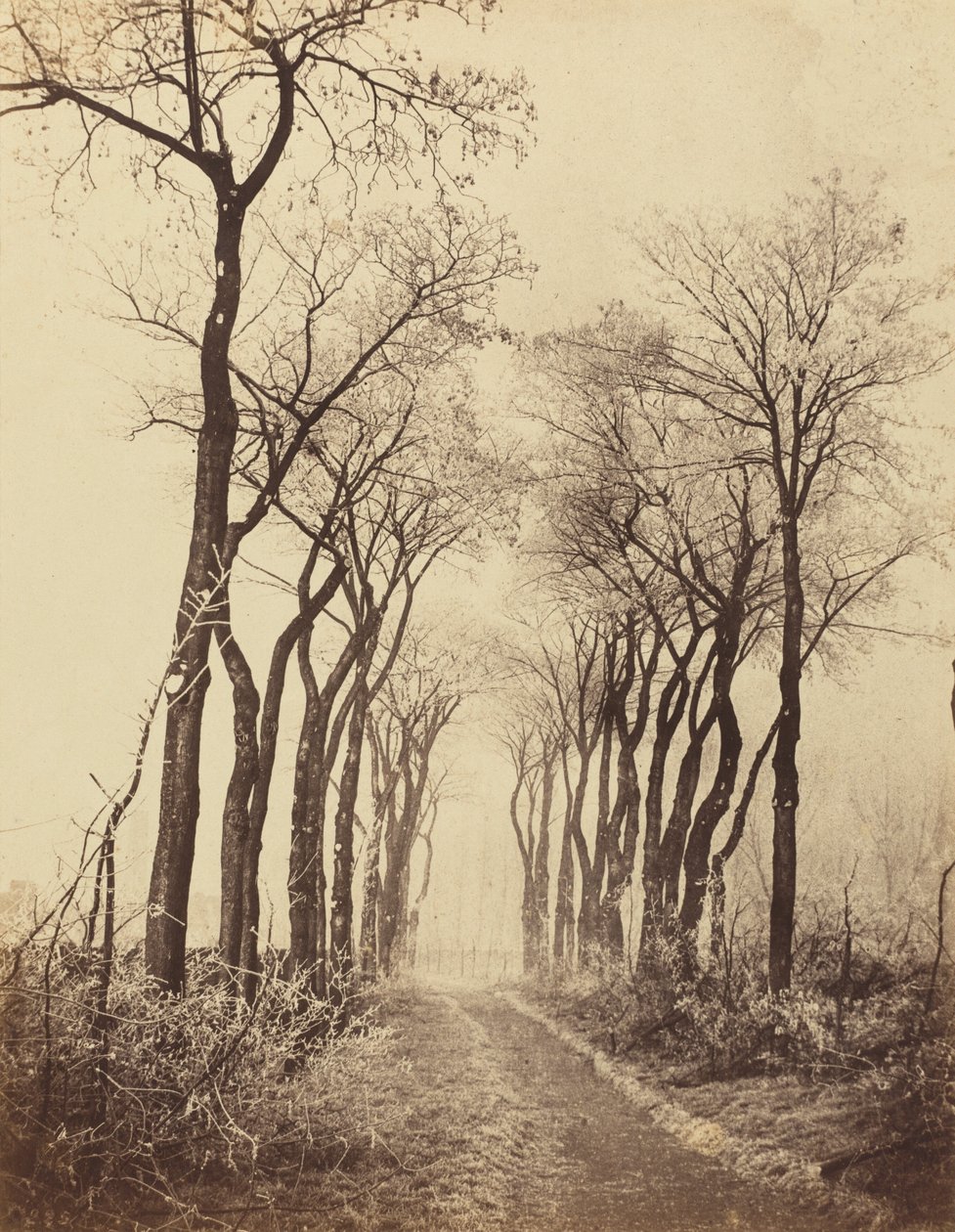 Camino y árboles con escarcha de Eugène Cuvelier
