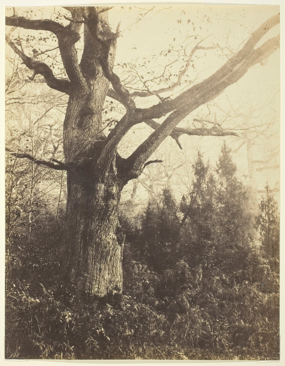 Sin título [árbol] de Eugène Cuvelier