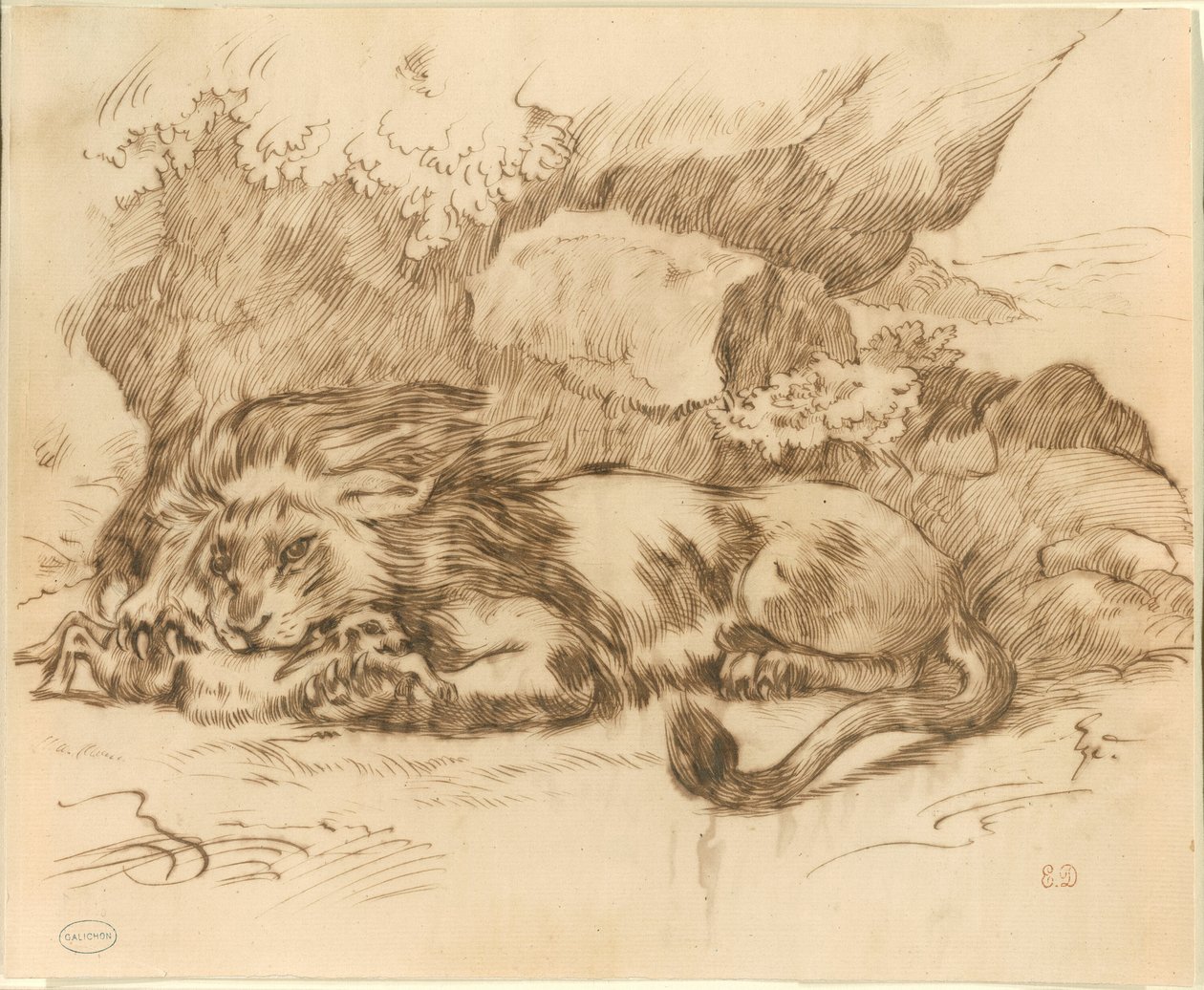 León devorando un conejo de Eugène Delacroix