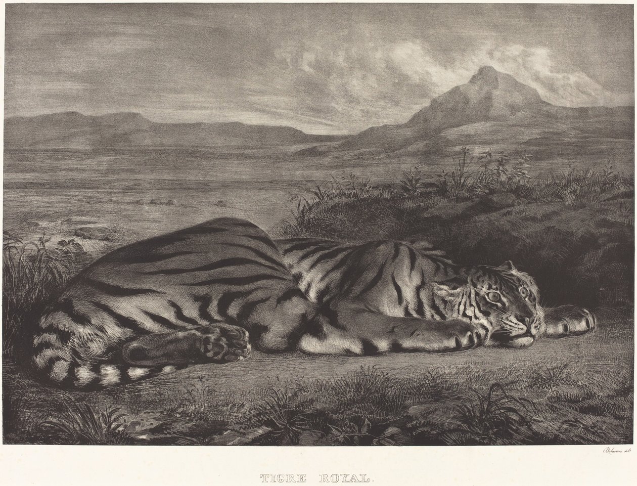 Tigre Real, 1829 de Eugène Delacroix