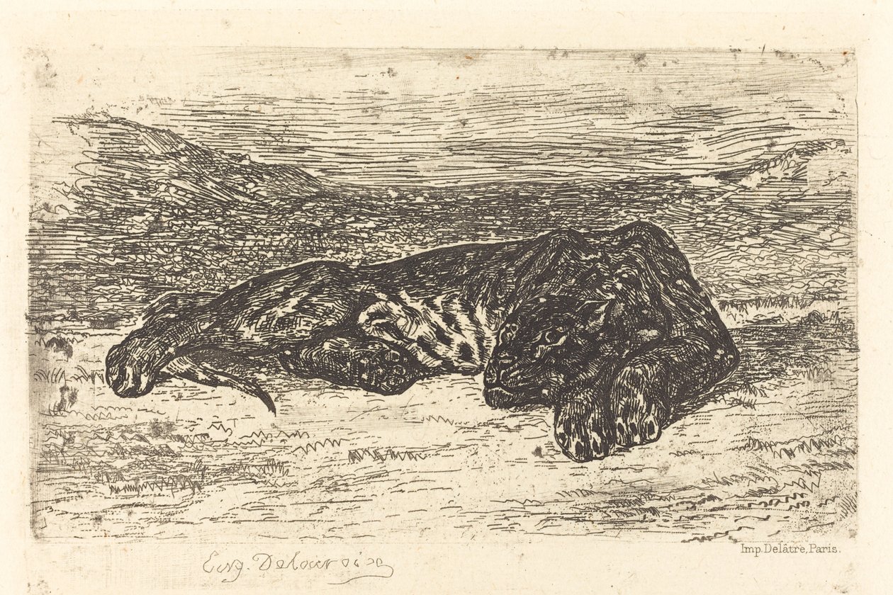 Tigre durmiendo en el desierto (Tigre couché dans le désert) de Eugène Delacroix