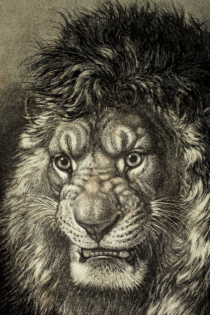 El león, rey de las bestias, de 