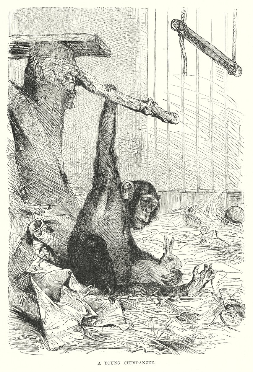 Un chimpancé joven (grabado) de European School