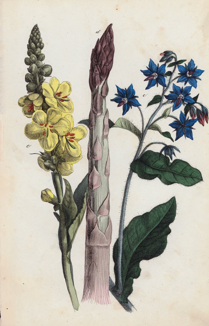 Espárragos y flores (litografía en color) de European School