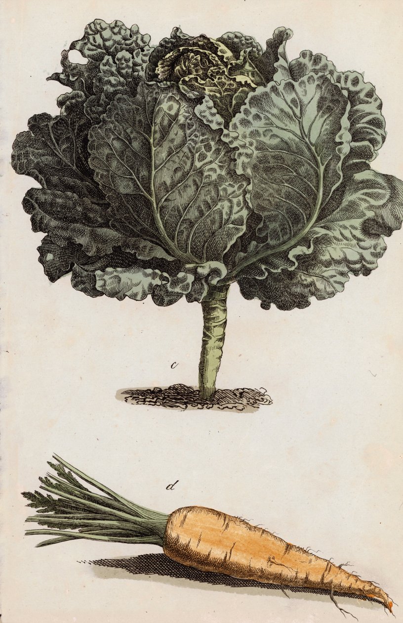 Col y zanahoria (litografía en color) de European School