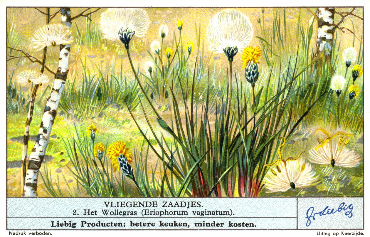 Pasto algodonero (Eriophorum vaginatum) (cromolito) de European School