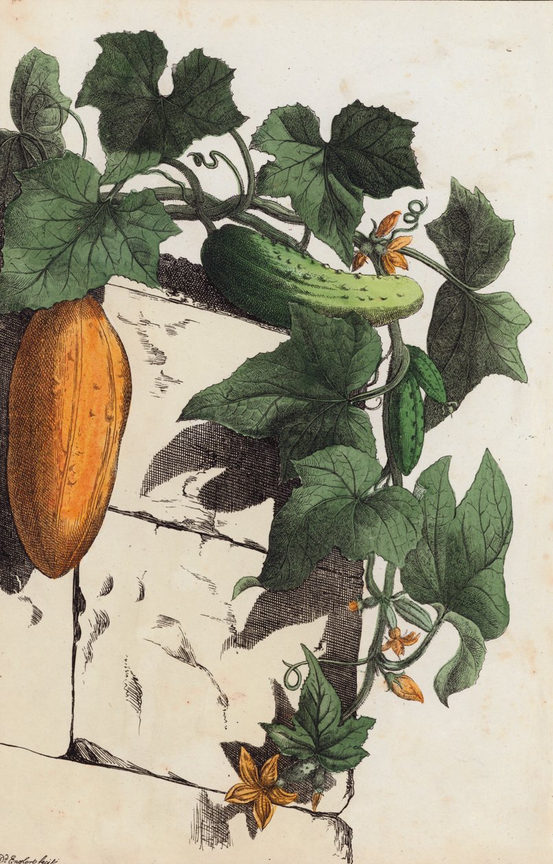 Planta de pepino (litografía en color) de European School