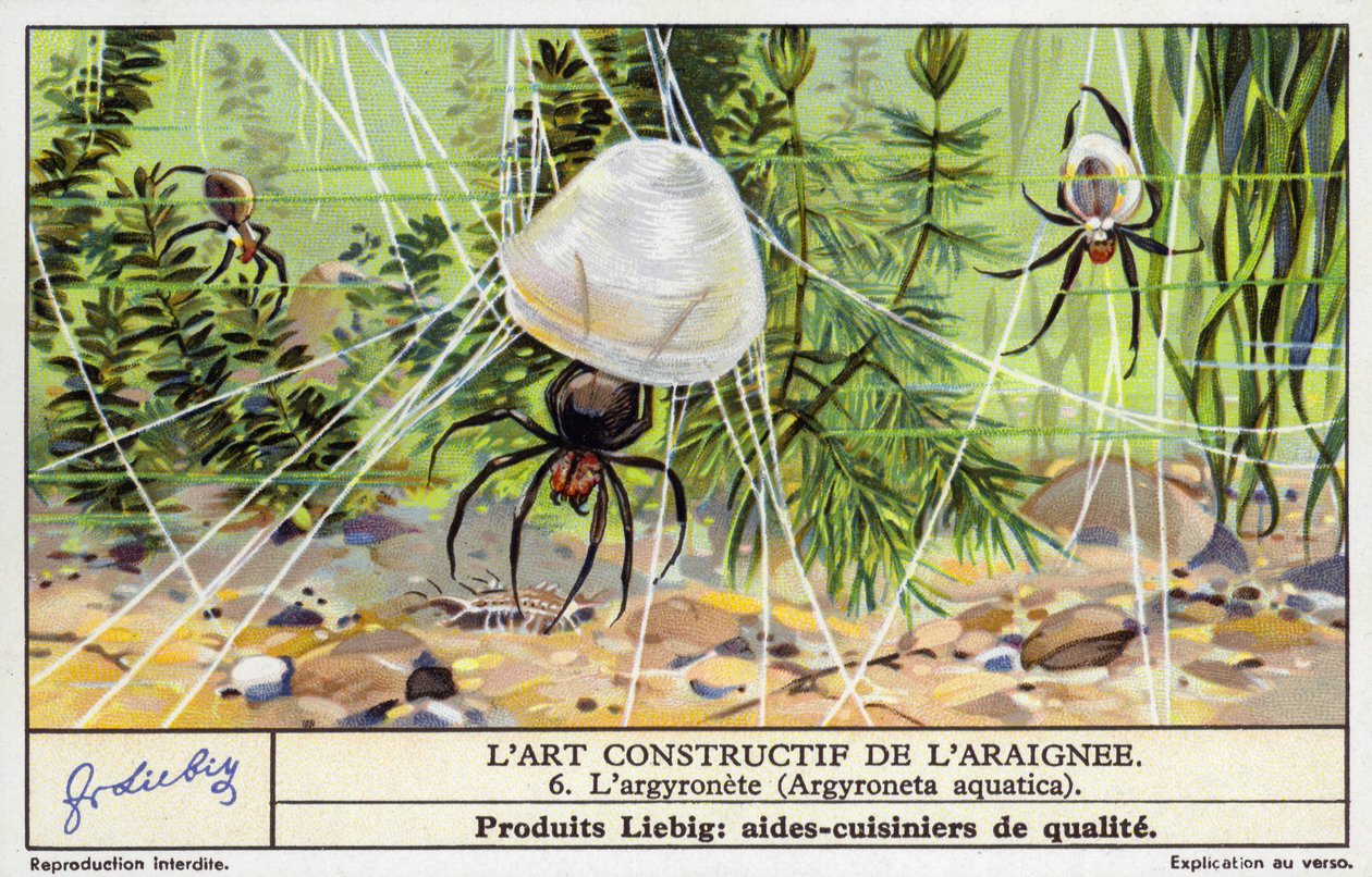 Araña buceadora (Argyroneta aquatica) (cromolito) de European School