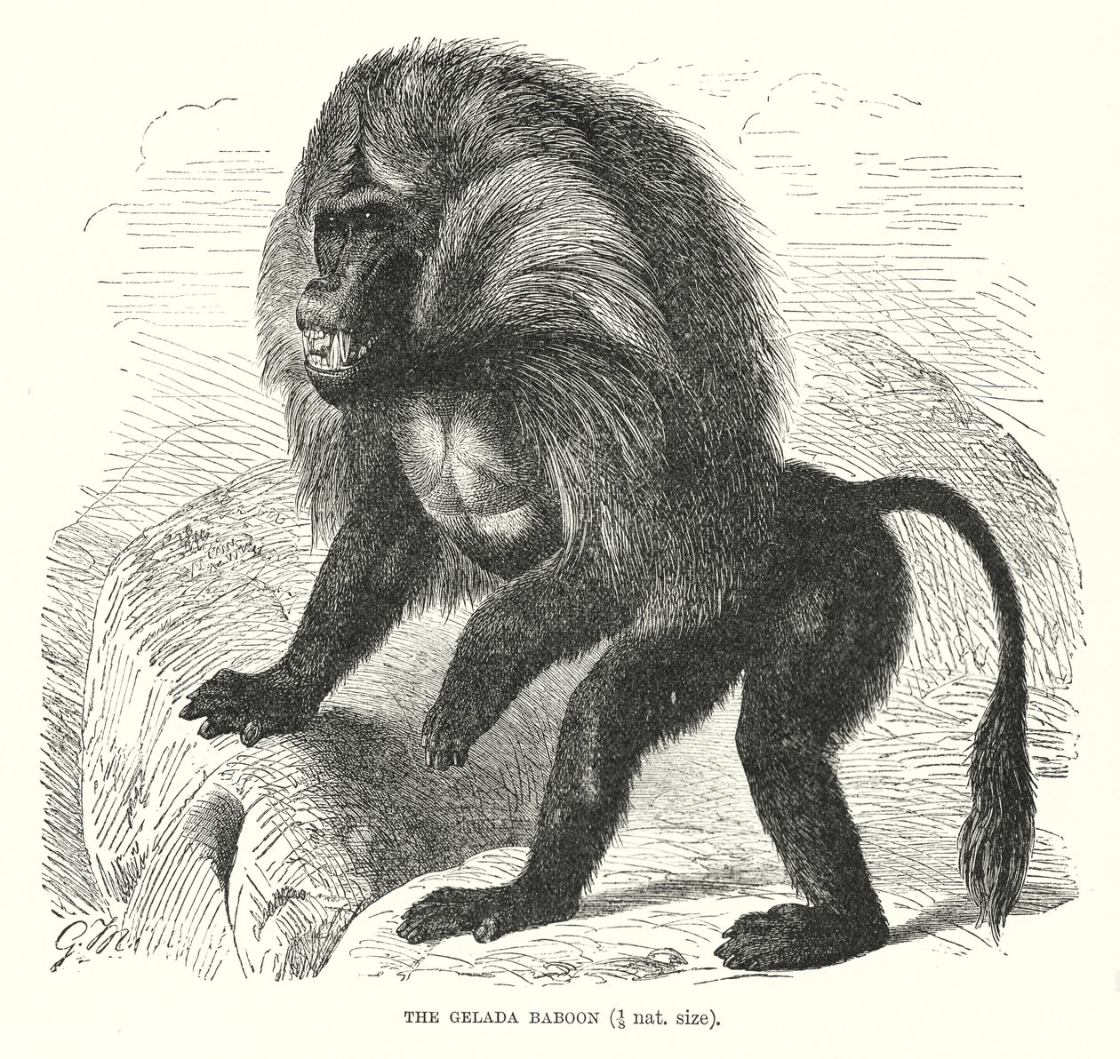 Babuino Gelada (grabado) de European School