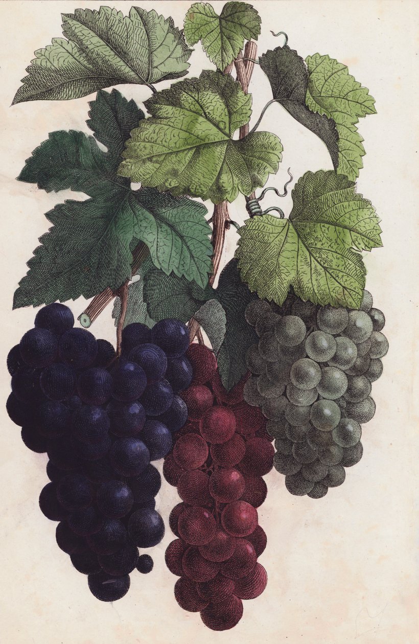 Uvas (litografía en color) de European School