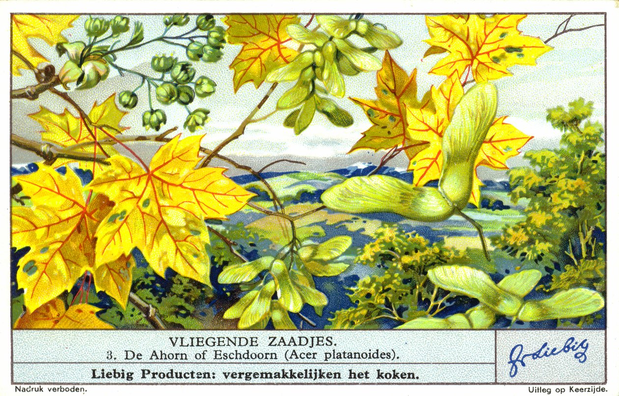 Arce de Noruega (Acer platanoides) (cromolito) de European School