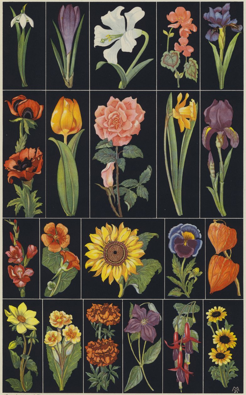 Página del libro ilustrado infantil Flowers (litografía en color) de European School